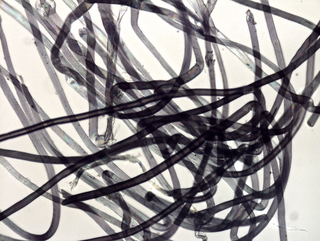 Micro/Macro, Frammento di un’opera di Edward Kienholz al microscopio, Photo © Microcollection