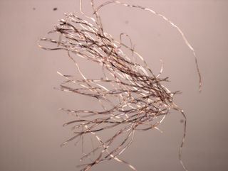 Micro/Macro, Frammento di un’opera di Giulio Paolini al microscopio, Photo © Microcollection