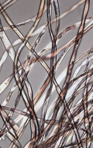 Micro/Macro, Frammento di un’opera di Giulio Paolini al microscopio, Photo © Microcollection