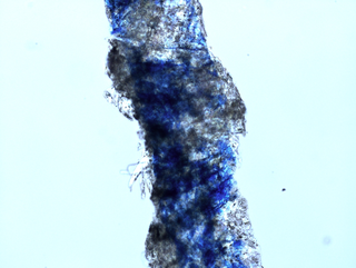 Micro/Macro, Frammento di un’opera di Yoko Ono al microscopio, Photo © Microcollection